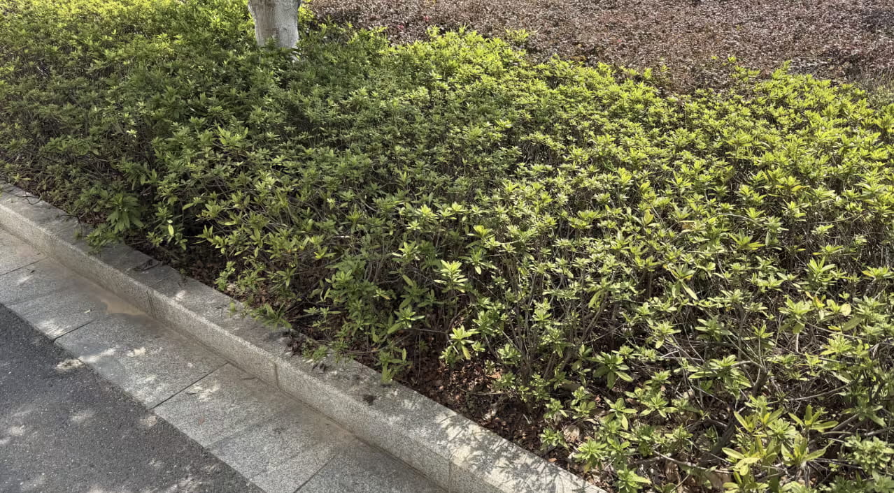 이 사진은 야외에서 촬영했으며, 거리나 인도에 심어진 작은 잎이 많은 낮고 촘촘한 관목 울타리를 아래에서 바라보고 있다. 화강암 보도가 좌하단에서 우상단으로 대각선으로 이어지고, 좌하단 구석에 포장된 도로가 보인다. 울타리에는 어두운 목가지 위에 신선한 연두색 새싹이 돋아 있고, 상단 가장자리 근처에 나무줄기 밑부분이 보이며, 관목 너머에 멀칭되었거나 벌거벗은 갈색 토양이 있다. 밝고 직접적인 햇빛이 잎과 보도에 선명한 그림자를 드리워 사진이 정오 무렵에 촬영된 것으로 보인다.