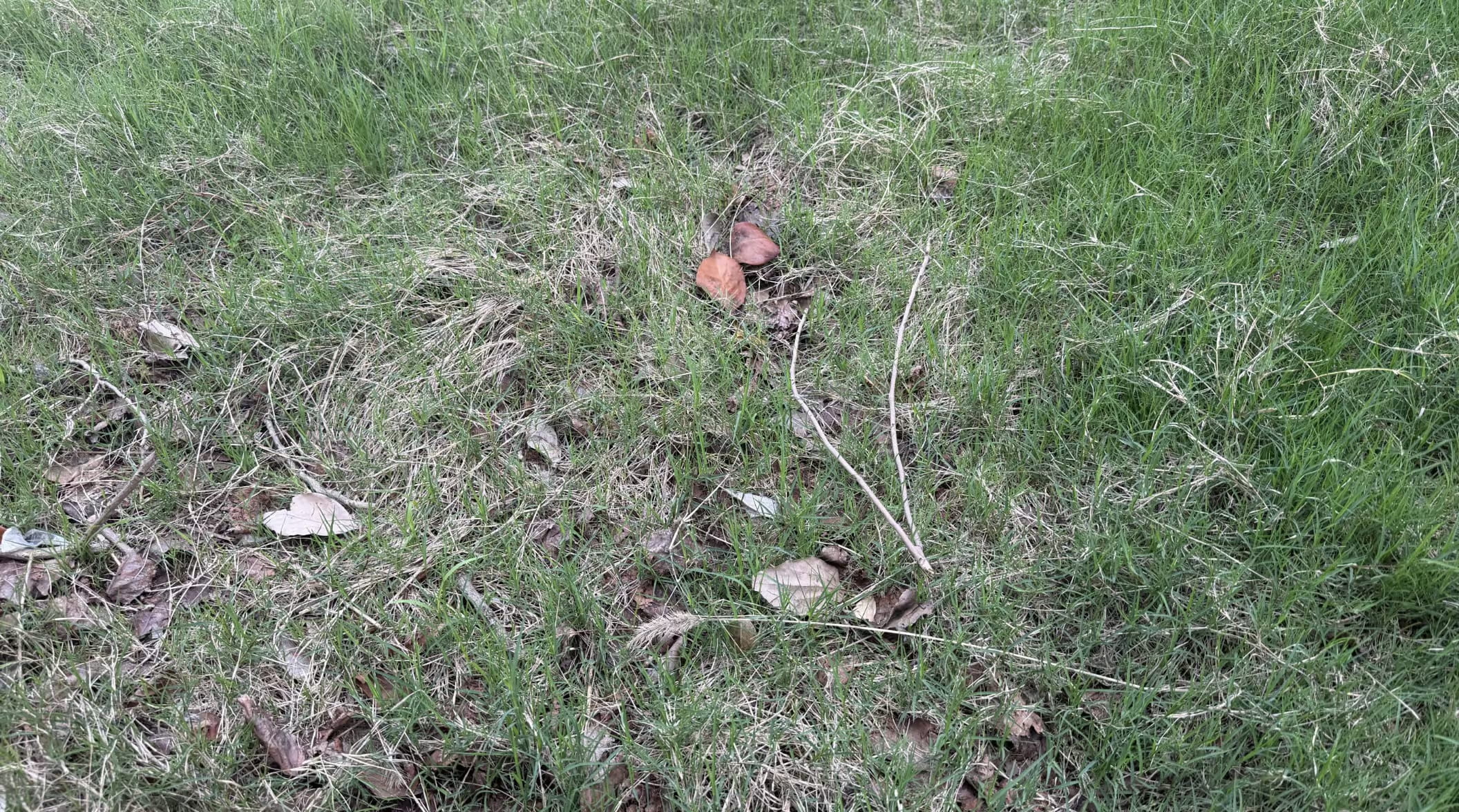 Una fotografía, tomada al aire libre mirando directamente hacia abajo un parche de césped donde las cuchillas verdes emergen entre una dispersión de hojas secas, frágiles, marrones y beige y restos de paja. Un par de hojas rizadas de color marrón rojizo se sitúan cerca del centro del encuadre, flanqueadas por dos delgadas ramitas pálidas que se doblan hacia arriba a través de la vegetación, con un pequeño fragmento de plástico blanco visible en el borde inferior izquierdo. La iluminación es suave y uniforme, coherente con un día nublado o luz difusa, y la imagen se percibe como una captura cercana sin sobresalto de la cobertura del suelo, más que como una toma escenificada o documental de algo en particular.