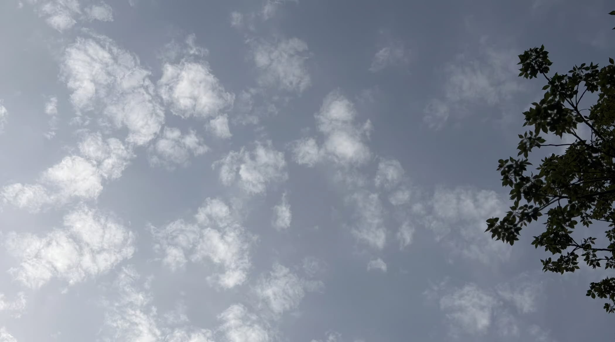 Una fotografía tomada mirando directamente hacia arriba en el cielo, dominada por filamentos y cúmulos dispersos de fragmentos de nubes cúmulus blancas contra un fondo azul‑gris brumoso. Las nubes se agrupan más densamente hacia la esquina superior izquierda, afinándose hacia cielo abierto en el centro y la derecha, mientras que las ramas con hojas de un árbol, en silueta, cortan el encuadre a lo largo del borde derecho, su follaje oscuro iluminado de fondo por la luz nublada. La iluminación suave y difusa sugiere un día brillante pero sin sol visible, y el ángulo ascendente y la rama del árbol le dan a la foto la sensación de una captura casual de la naturaleza a nivel del suelo, en lugar de una composición puesta en escena.